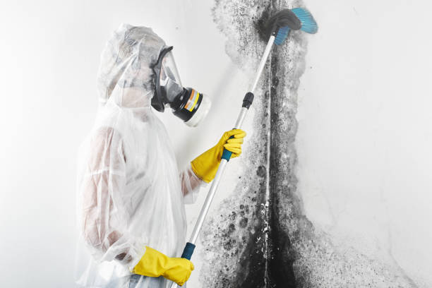 Best Indoor Air Quality Assessment  in La Vale, MD