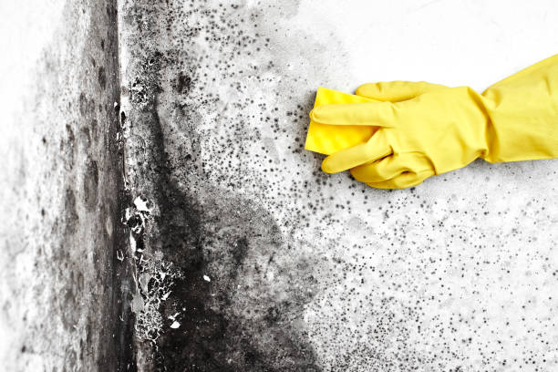 Best Post-Construction Mold Inspection  in La Vale, MD