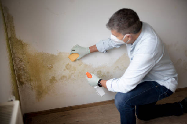 Best Mold Prevention Services  in La Vale, MD
