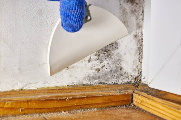 Best Mold Remediation for Healthcare Facilities  in La Vale, MD